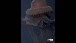 Rare ‘phantom jellyfish’ with 33footlong ‘moutharms’ spotted [upl. by Bohner]