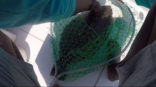 Catching Big Flounder on the Carolina Skiff [upl. by Nirad]