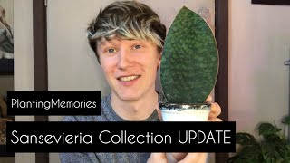 Snake plant collection UPDATE  Rare Sansevieria plants [upl. by Dilks768]