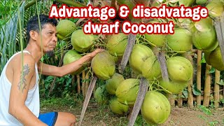 Buko pandan dwarf coconut advantage amp disadvantage Gha Agri Tv [upl. by Suitangi]