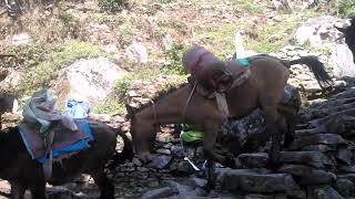 Horses and Mules on a Mountain Mission horse mules domesticanimal donkey wildlife [upl. by Mullane804]