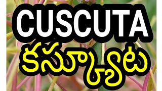 Cuscuta plant కస్క్యూట మొక్క [upl. by Siegler]