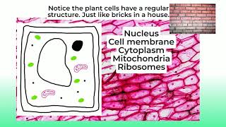 Plant and animal cells KS3 ISEB  13 Biology lesson 2 [upl. by Volotta]