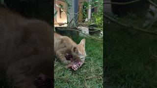 what is he eating😱‼️short cute animalshorts kitten [upl. by Terzas]