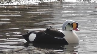 My birding trip to Svalbard Spitsbergen and Lapland [upl. by Hendren785]