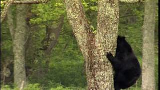 Black Bears  National Park Animals for Kids [upl. by Katt]