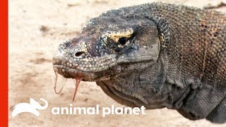 Powerful Komodo Dragons Observed Hunting In The Wild  Raw Nature [upl. by Ecinad566]