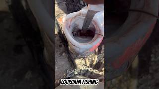 Catching river monsters in Louisiana fishing bigfish fish catchandrelease hugefish louisiana [upl. by Lledrac667]