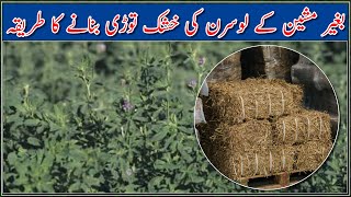 How to make Alfalfa Hay for dairy and fattening animals lucerne hay making without machine [upl. by Jenei]