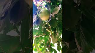 Limonia acidissimawood apple💚🤍monkey fruitgardennaturenatureslover 💚💚💚 [upl. by True]