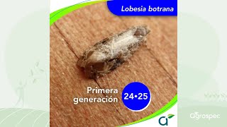 Lobesia botrana 202425  Recomendaciones Agrospec  Septiembre 2024 [upl. by Ahsikyw153]