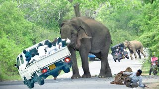 World Most heartbreaking encounter Elephant Attack On a forest road [upl. by Nosecyrb]