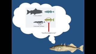 The evolution of spines in Stickleback Fish Fifth Grade [upl. by Nella]