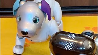 The Meanest Aibo Growl Ever [upl. by Nhojleahcim]