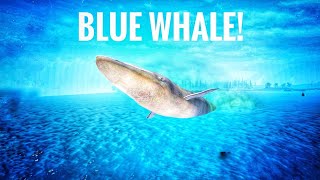 BLUE WHALE 🐋HOLOCENE MOBILE [upl. by Adnorrehs]