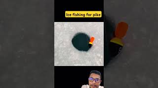 Ice fishing for pike fishing fish icefishing catchandrelease trout bassfishing carpfishing [upl. by Isis]