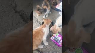 Small kitten freedingcatfeeding cuteanimals [upl. by Ojillib737]