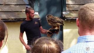 Falconry at Centerparcs  Sherwood Forest  European Eagle Owl Bubo bubo [upl. by Imogene470]