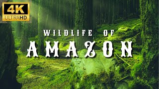 Amazon 4K Wildlife  Creatures Inhabiting the Jungle  Amazon Rainforest  Relaxation Film [upl. by Airun]