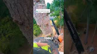 Removing Tree In A Tight Spot😱 arborist logging chainsawman [upl. by Obadias]