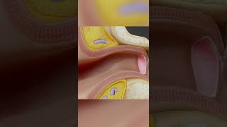 Eardrum ear biology medical anatomy [upl. by Odrareg]