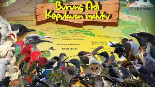 BURUNGBURUNG ENDEMIK KEPULAUAN MALUKU DAN SUARA ASLINYA [upl. by Nivi344]