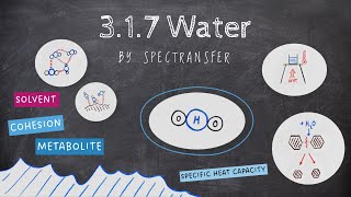 EASY REVISION AQA Alevel Biology 317 Water [upl. by Ettennal876]