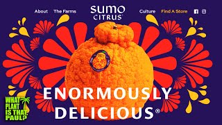 What are Sumo Citrus  TASTE and REVIEW  Satsuma Orange and Mandarin [upl. by Sperry]