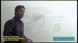 Phy Sertoli Cells [upl. by Yeclek383]