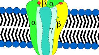 Structure of GABA receptor mechanism of action of benzodiazepines sedatives barbiturates [upl. by Tsew]