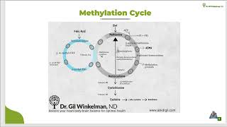 Methylation CycleQuick Take [upl. by Ydaf]