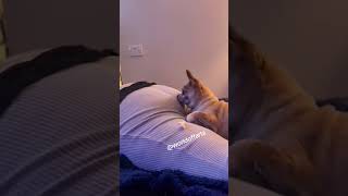 Best animal reaction to fart  fart compilation top10 viral [upl. by Huckaby]