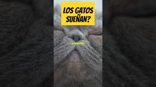 Los Gatos sueñan [upl. by Skipp]