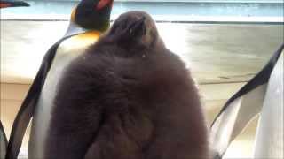 Fuzzy King Penguin Chick [upl. by Norud]