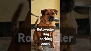 Rottweiler dog barking sound shorts viralvideo dailyshorts viralshort trending pets [upl. by Ahsurej]