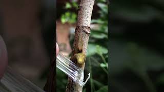 Rambutan Tree Grafting EP104 fruitgrafting grafting [upl. by Elleinnod]