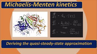 Michaelis Menten kinetics the quasi steady state approximation [upl. by Elfrieda276]