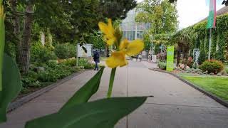 Blumengärten Hirschstetten Wien Blumen Garten [upl. by Aifos]