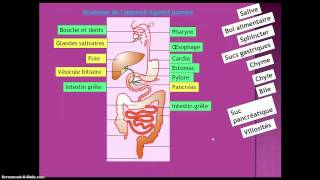 Organes de lappareil digestif [upl. by Forbes275]