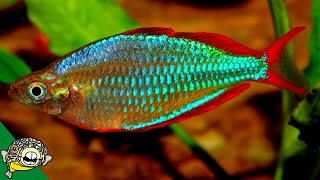 The Best Rainbow Fish Aquariums [upl. by Eeclehc884]