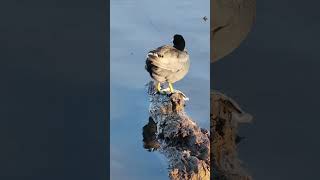 How a coot cleaning itself birds wildvancouver nature [upl. by Esinej673]