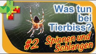 Tierbisse  was ist dabei zu beachten 2 Spinnen und Schlangen [upl. by Ayotas429]