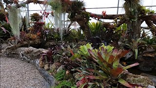 Many Varieties of Bromeliads Beautiful Garden [upl. by Brahear556]