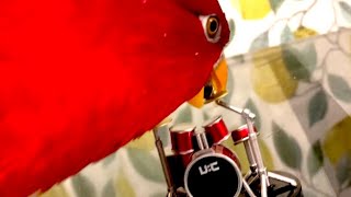 Red birb🍅Drum set Ohayo [upl. by Marl]