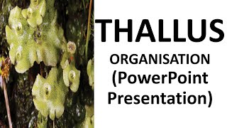 Thallus Organization  PPT  ONE SHOT VIDEO [upl. by Ssecnirp416]