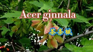 【认识花草】茶条槭 茶条枫 Acer ginnala Amur maple [upl. by Sybila471]