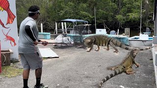 REPOSTIGUANAS WERE FIGHTING AT BOAT MARINA THE TIME I CAUGHT THEM IN PUERTO RICO ￼ [upl. by Nnaycnan592]