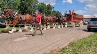 Budweiser Clydesdales at the Muskingum County Fairgrounds in Zanesville Ohio on July 18 2024 [upl. by Hank33]