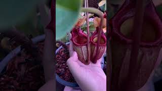 Nepenthes rajah 👑 nepenthes carnivorousplant tropicalplants exoticplants [upl. by Nomrej]