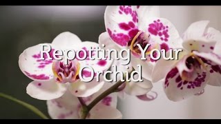 Repotting Your Orchid [upl. by Truman]